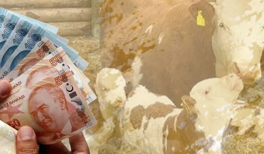 Çiftçilere 226 milyon TL destek hesaplarda!