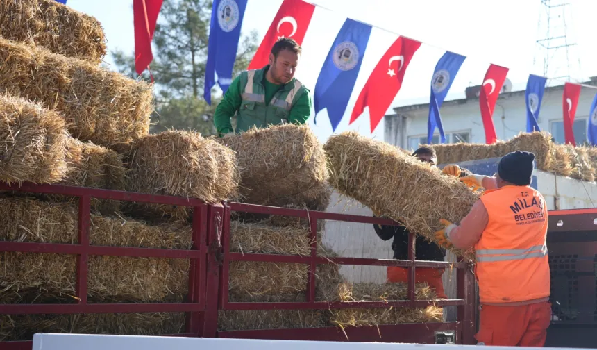 Milas'ta üreticilere yem ve saman desteğine devam